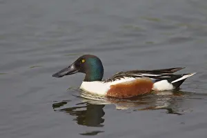 Shovelers: Shoveler - swimming drake - Germany