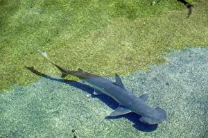 Sphyrna: Shovelhead / Bonnet / Bonnethead Shark