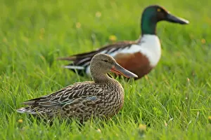 Shoveller: Shovellers male and female on grass April