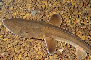 Ken Lucas: Shovelnose Sturgeon