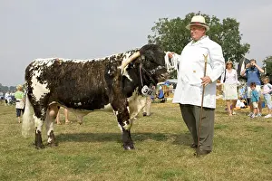 Moreton: Showing prizewinning Longhorn bull at Moreton-in-Marsh