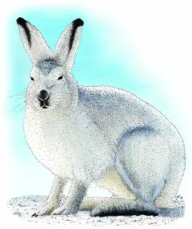Varying: Showshoe Hare