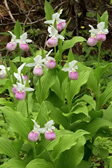Slipper: Showy Lady's-Slipper in flower in a fen