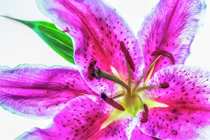 Lily: Showy lily