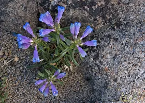 Speciosus: Showy Penstemon - at 10, 000 ft in the Sierra Nevada