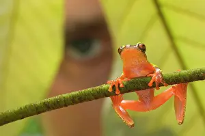 Treefrogs: Shreve's Sarayacu Treefrog (Dendropsophus sarayacuensis)
