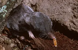 Shrews: Least shrew (Cryptotis parva) eating a beetle larva