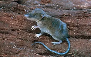 Shrew: Shrew-tenrec (Nesogale or Microgale sp.) from Madagascar