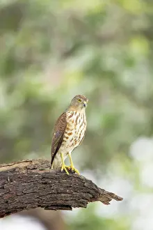Badius: Shrika
