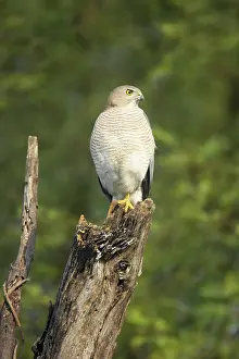 Badius: Shrika