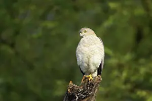 Badius: Shrika