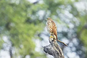 Badius: Shrika