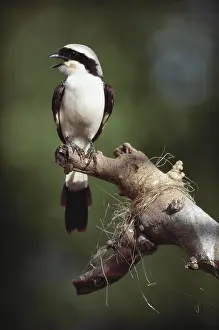 Shrikes: Shrike