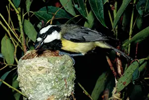 Ellis Mcnamara: SHRIKE TIT / Crested Shrike Tit - Eastern female at nest