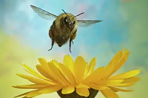 Bombus: Shrill carder bee (Bombus sylvarum), bumblebee