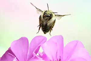 Bombus: Shrill carder bee (Bombus sylvarum), in flight