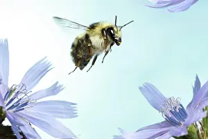 Bombus: Shrill carder bee (Bombus sylvarum), in flight on