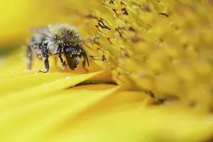Bombus: Shrill carder bee (Bombus sylvarum) on sunflower