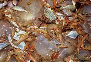 Mozambique: Shrimp and bycatch