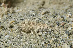 Timor: Shrimp - camouflaged on sand - Night dive, Dili