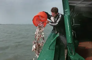 Throwing: Shrimp FISHERMAN throwing small fish overboard