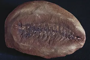 Matrix: Shrimp-like Fossil