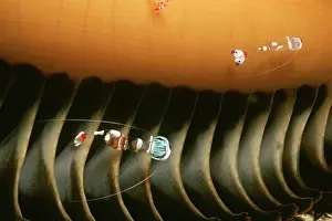 Magnificus: Shrimp - Male and female shrimps living on a sea
