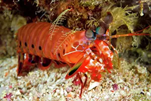 Anemonefish: Shrimp on ocean floor, Raja Ampat Islands