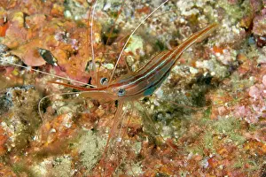 Prawn: Shrimp, Plesionika narval, Ponza Island, Italy, Tyrrhenian S