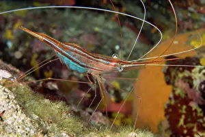 Prawn: Shrimp, Plesionika narval, Ponza Island, Italy, Tyrrhenian S