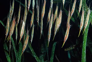 Strigatus: Shrimp / Razor Fish