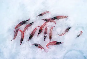 Scattered: SHRIMP - FEW SCATTERED ON SNOW