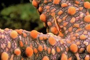 Westmorland: Shrimp on seastar