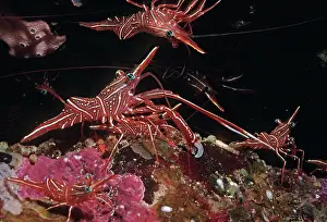 Numbers: Shrimp - this species usually occurs in large numbers