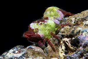 Underwate: Shrimp (Trachycaris restricta). Small Decapod of