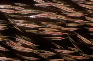Related: Shrimpfishes / Razorfishes - swim in small synchronrized