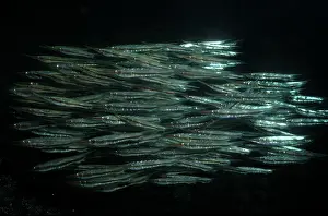 Related: Shrimpfishes / Razorfishes - swim in small synchronrized