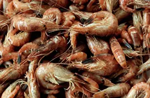 Cooked: SHRIMPS - catch, freshly cooked on fishing boat