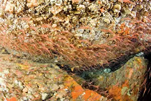 Ischia: Shrimp's cave, Narwal shrimp, Plesionika narval, Ischia Isla