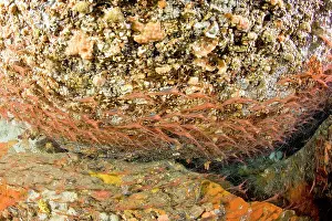 Ischia: Shrimp's cave, Narwal shrimp, Plesionika narval, Ischia Isla