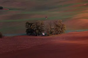 Grove: A shrine standing in a grove in the fields