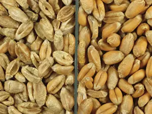 Graminae: Shriveled Wheat grain compared with healthy grain