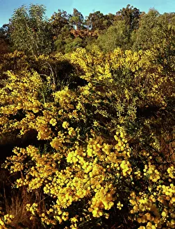 Darling: Shrub wattle (Acacia conferta), Kumberilla sandstone