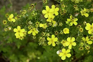 Potentilla: Shrubby cinquefoil