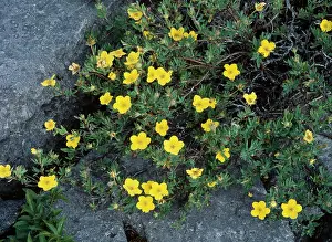 Potentilla: Shrubby Cinquefoil - growing in Limestone pavement
