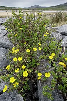 Potentilla: Shrubby Cinquefoil - growing in limestone pavement