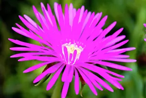 Shrubby: Shrubby Mesemb flower - close up