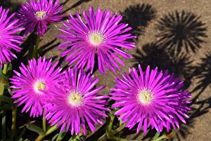 Shrubby: Shrubby Mesemb flowers