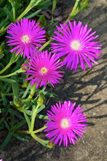 Shrubby: Shrubby Mesemb flowers