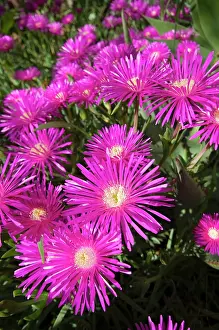 Shrubby: Shrubby Mesemb flowers